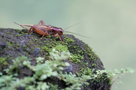 A field cricket is foraging on a moss-covered ground. This insect has the scientific name Gryllus campestris.
