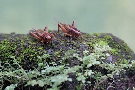 Zwei Feldgrillen sind auf einem moosbedeckten Boden auf Nahrungssuche. Dieses Insekt trägt den wissenschaftlichen Namen Gryllus campestris.