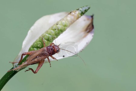 A field cricket is eating anthurium flower. This insect has the scientific name Gryllus campestris.