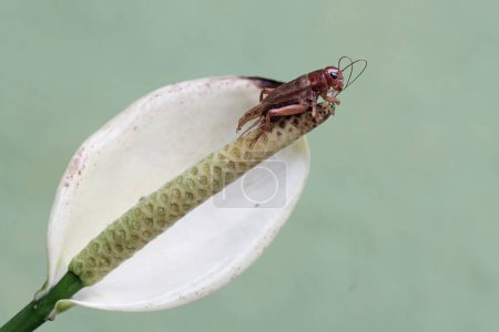 Foto de Un grillo de campo está comiendo flor de anturio. Este insecto tiene el nombre científico Gryllus campestris. - Imagen libre de derechos