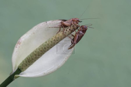 Foto de Dos grillos de campo están comiendo flor de anturio. Este insecto tiene el nombre científico Gryllus campestris. - Imagen libre de derechos