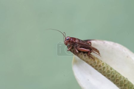 A field cricket is eating anthurium flower. This insect has the scientific name Gryllus campestris.