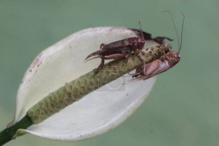 Foto de Dos grillos de campo están comiendo flor de anturio. Este insecto tiene el nombre científico Gryllus campestris. - Imagen libre de derechos