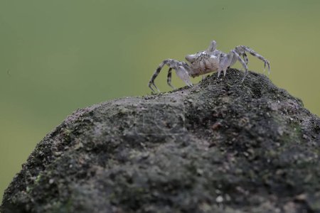 Téléchargez les photos : Un crabe fantôme de Kuhl cherche de la nourriture sur un rocher recouvert d'algues sur la plage. Ce crabe a le nom scientifique Ocypode kuhlii. - en image libre de droit