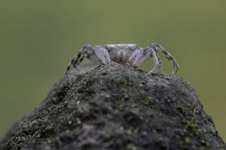 Téléchargez les photos : Un crabe fantôme de Kuhl cherche de la nourriture sur un rocher recouvert d'algues sur la plage. Ce crabe a le nom scientifique Ocypode kuhlii. - en image libre de droit