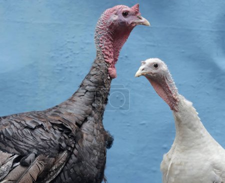 A pair of adult turkeys when entering the breeding season forage together. This animal is commonly cultivated by humans with the scientific name Meleagris gallopavo.