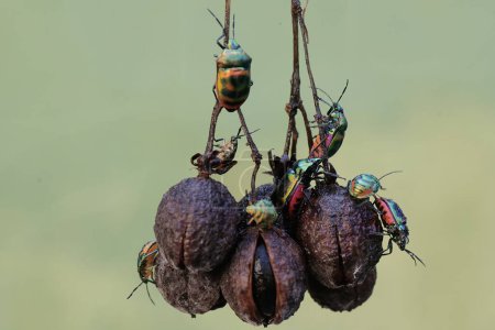 Varios insectos arlequines están buscando alimento en las ramas del árbol de jatrofa. Este hermoso insecto de color arco iris tiene el nombre científico Tectocoris diophthalmus.