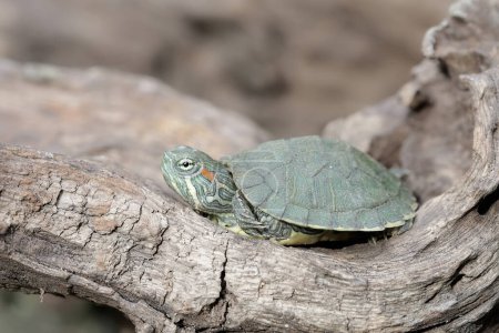 Eine junge Rotohrschildkröte sonnt sich auf einem trockenen Baumstamm, bevor sie ihre täglichen Aktivitäten aufnimmt. Dieses Reptil trägt den wissenschaftlichen Namen Trachemys scripta elegans.