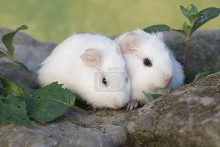 Two baby guinea pigs are eating grass that grows wild between the rocks. This rodent mammal has the scientific name Cavia porcellus.