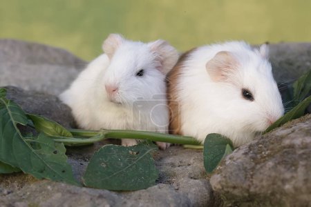 Two baby guinea pigs are eating grass that grows wild between the rocks. This rodent mammal has the scientific name Cavia porcellus.