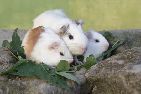 Una conejita de indias adulta con sus dos bebés está comiendo hierba silvestre. Este mamífero roedor tiene el nombre científico Cavia porcellus.