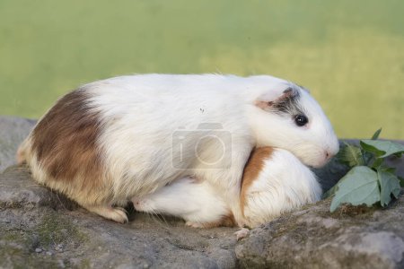 Ein erwachsenes Meerschweinchen mit ihren beiden Babys frisst wildes Gras. Dieses Nagetier trägt den wissenschaftlichen Namen Cavia porcellus.