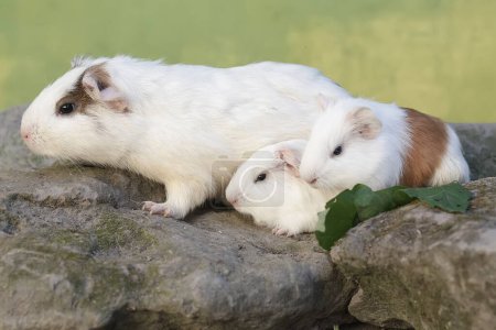 An adult female guinea pig with her two babies is eating wild grass. This rodent mammal has the scientific name Cavia porcellus.