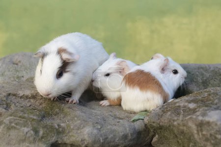 An adult female guinea pig with her two babies is eating wild grass. This rodent mammal has the scientific name Cavia porcellus.