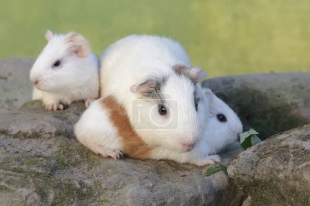 Una conejita de indias adulta con sus dos bebés está comiendo hierba silvestre. Este mamífero roedor tiene el nombre científico Cavia porcellus.