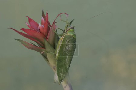 A green bush cricket is eating wild pineapple flowers. This insect, which is active at night, has the scientific name Arachnacris corporalis.