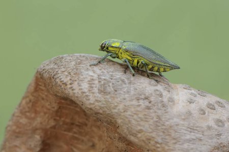 A jewel beetle from the family buprestidae resting on a dry bamboo stem. This insect has the scientific name Chrysochroa fulminans.