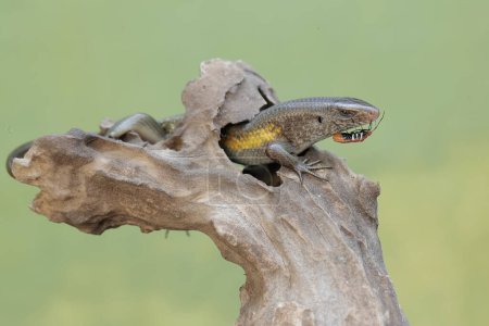A common sun skink is ready to prey on a small insect on a rotting tree trunk. This reptile has the scientific name Mabouya multifasciata.