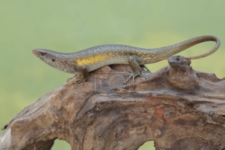 A common sun skink is sunbathing on a dry tree trunk before starting its daily activities. This reptile has the scientific name Mabouya multifasciata.