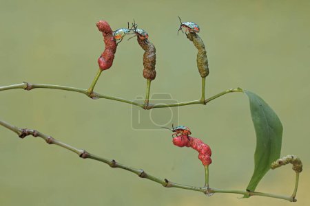 Varios arlequines buscan alimento en las ramas de largas plantas de papel cubiertas de fruta. Este hermoso insecto de color arco iris tiene el nombre científico Tectocoris diophthalmus.