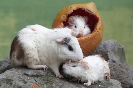 Una cobaya hembra adulta con sus dos bebés está comiendo papaya madura que cayó al suelo. Este mamífero roedor tiene el nombre científico Cavia porcellus.