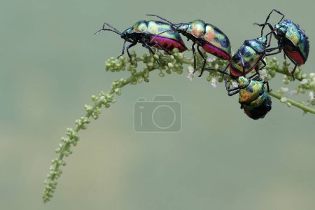 A number of harlequin bugs are eating wildflower. This beautiful, rainbow-colored insect has the scientific name Tectocoris diophthalmus.