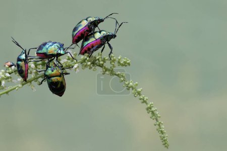 Un número de arlequines están comiendo flores silvestres. Este hermoso insecto de color arco iris tiene el nombre científico Tectocoris diophthalmus.