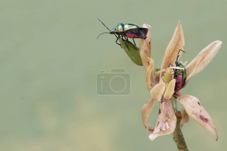 A number of harlequin bugs are eating wildflower. This beautiful, rainbow-colored insect has the scientific name Tectocoris diophthalmus.