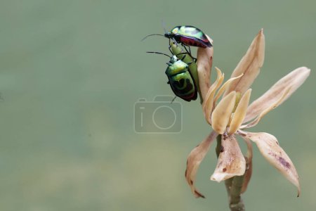 Un número de arlequines están comiendo flores silvestres. Este hermoso insecto de color arco iris tiene el nombre científico Tectocoris diophthalmus.