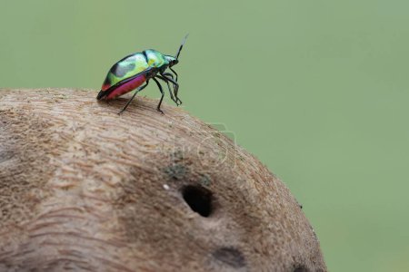 A harlequin bug is looking for food on a rotting bamboo trunk. This beautiful, rainbow-colored insect has the scientific name Tectocoris diophthalmus.