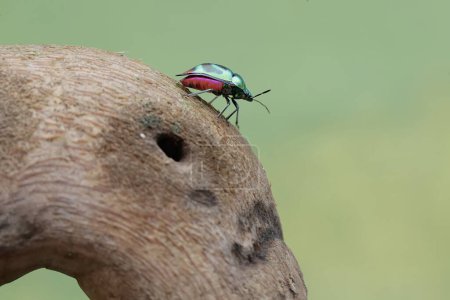 Un insecto arlequín está buscando comida en un tronco de bambú podrido. Este hermoso insecto de color arco iris tiene el nombre científico Tectocoris diophthalmus.