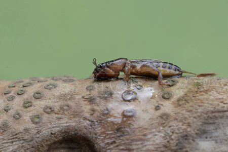 Un grillo topo está buscando comida en un tronco de bambú podrido. Este insecto tiene el nombre científico Gryllotalpa gryllotalpa.