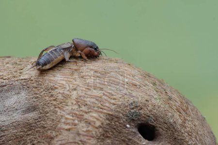 Un grillon de taupe cherche de la nourriture sur un tronc de bambou pourri. Cet insecte a le nom scientifique Gryllotalpa gryllotalpa.