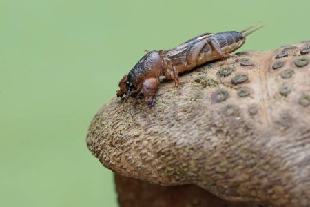 Un grillon de taupe cherche de la nourriture sur un tronc de bambou pourri. Cet insecte a le nom scientifique Gryllotalpa gryllotalpa.