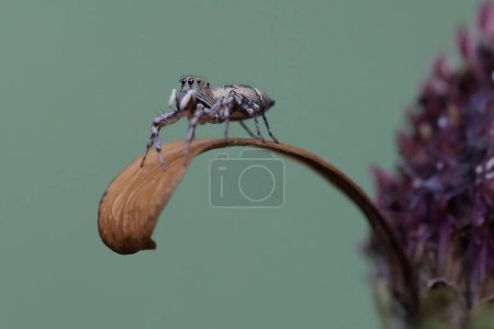 Téléchargez les photos : Une araignée sauteuse jaune est à la recherche de proies dans les fleurs sauvages flétries. Cet insecte a un caractère qui aime sauter lorsqu'il se déplace d'un endroit à l'autre. - en image libre de droit