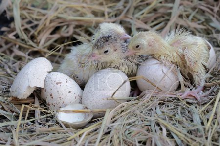 Foto de Un número de pavo bebé acaba de nacer de sus huevos en el nido. Este animal es comúnmente cultivado por humanos con el nombre científico Meleagris gallopavo. - Imagen libre de derechos
