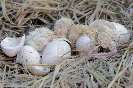 Foto de Un número de pavo bebé acaba de nacer de sus huevos en el nido. Este animal es comúnmente cultivado por humanos con el nombre científico Meleagris gallopavo. - Imagen libre de derechos