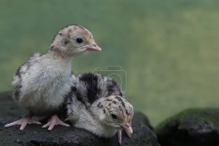 Two one-day-old baby turkeys are looking for food on a rock covered in moss. This bird, which is usually bred by humans for meat consumption, has the scientific name Meleagris gallopavo.