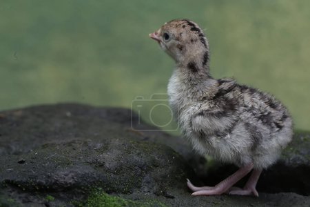 Un pavo bebé de un día está buscando comida en una roca cubierta de musgo. Esta ave, que suele ser criada por los humanos para el consumo de carne, tiene el nombre científico Meleagris gallopavo.