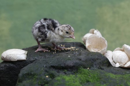 Ein einen Tag altes Truthahnbaby sucht auf einem mit Moos bedeckten Felsen nach Nahrung. Dieser Vogel, der normalerweise von Menschen zum Verzehr von Fleisch gezüchtet wird, trägt den wissenschaftlichen Namen Meleagris gallopavo.