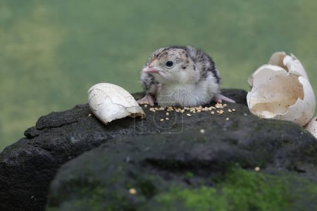 Ein einen Tag altes Truthahnbaby sucht auf einem mit Moos bedeckten Felsen nach Nahrung. Dieser Vogel, der normalerweise von Menschen zum Verzehr von Fleisch gezüchtet wird, trägt den wissenschaftlichen Namen Meleagris gallopavo.