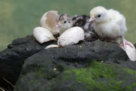 Zwei eintägige Baby-Truthähne suchen auf einem mit Moos bedeckten Felsen nach Nahrung. Dieser Vogel, der normalerweise von Menschen zum Verzehr von Fleisch gezüchtet wird, trägt den wissenschaftlichen Namen Meleagris gallopavo.