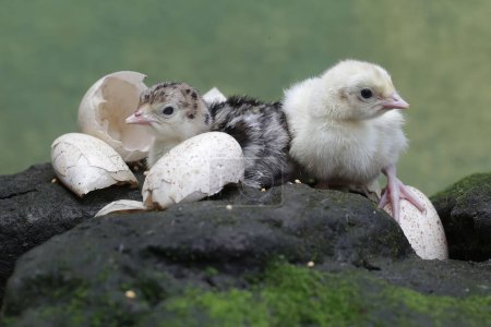 Two one-day-old baby turkeys are looking for food on a rock covered in moss. This bird, which is usually bred by humans for meat consumption, has the scientific name Meleagris gallopavo.