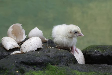 Un pavo bebé de un día está buscando comida en una roca cubierta de musgo. Esta ave, que suele ser criada por los humanos para el consumo de carne, tiene el nombre científico Meleagris gallopavo.