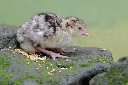 Un bébé dinde d'un jour cherche de la nourriture sur un rocher couvert de mousse. Cet oiseau, qui est habituellement élevé par des humains pour la consommation de viande, a le nom scientifique Meleagris gallopavo.