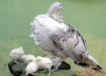 An adult female turkey is looking after her newly hatched chicks with great affection. This bird has the scientific name Meleagris gallopavo.