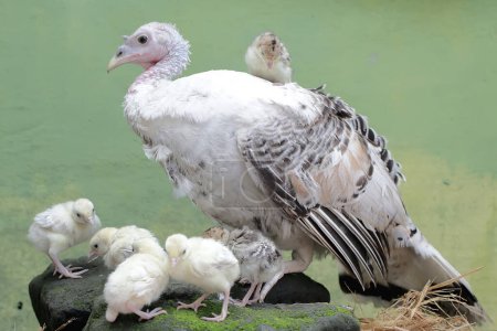 An adult female turkey is looking after her newly hatched chicks with great affection. This bird has the scientific name Meleagris gallopavo.
