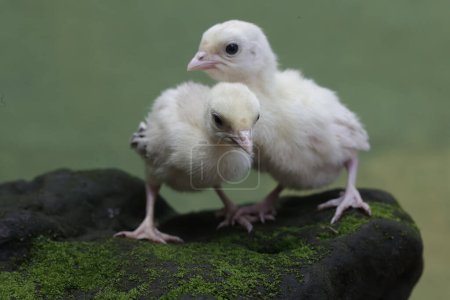 Dos pavo bebé de un día están buscando comida en una roca cubierta de musgo. Esta ave, que suele ser criada por los humanos para el consumo de carne, tiene el nombre científico Meleagris gallopavo.