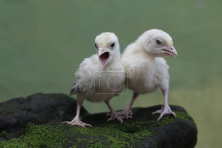 Zwei eintägige Baby-Truthähne suchen auf einem mit Moos bedeckten Felsen nach Nahrung. Dieser Vogel, der normalerweise von Menschen zum Verzehr von Fleisch gezüchtet wird, trägt den wissenschaftlichen Namen Meleagris gallopavo.