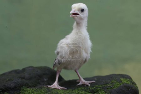 The cute and adorable appearance of a baby turkey that has just hatched from an egg. This bird, which is usually bred by humans for meat consumption, has the scientific name Meleagris gallopavo.